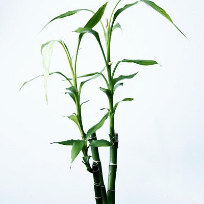 Super-Bamboo! Ο υπερήρωας των υλικών του μέλλοντος