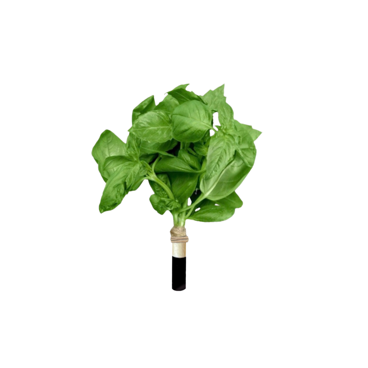 Μολύβι με σπόρους φύτευσης | Βασιλικός