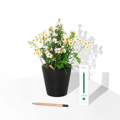 Μαύρο φυτεύσιμο eyeliner SproutWorld δίπλα σε γλάστρα με αγριολούλουδα