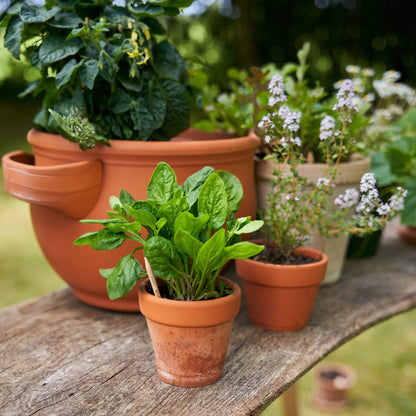 Φυτεύσιμο μολύβι SproutWorld Four Seasons σε γλάστρα με σπανάκι που έχει αναπτυχθεί από την κάψουλα σπόρων