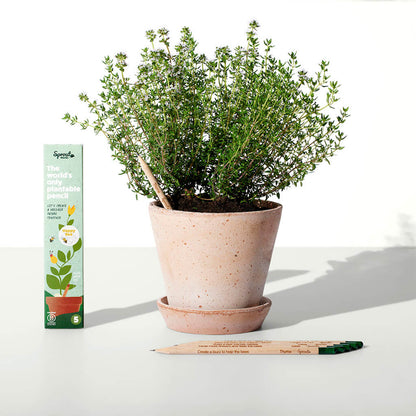 Φυτεμένο μολύβι SproutWorld Happy Bee σε γλάστρα με ανθισμένο θυμάρι