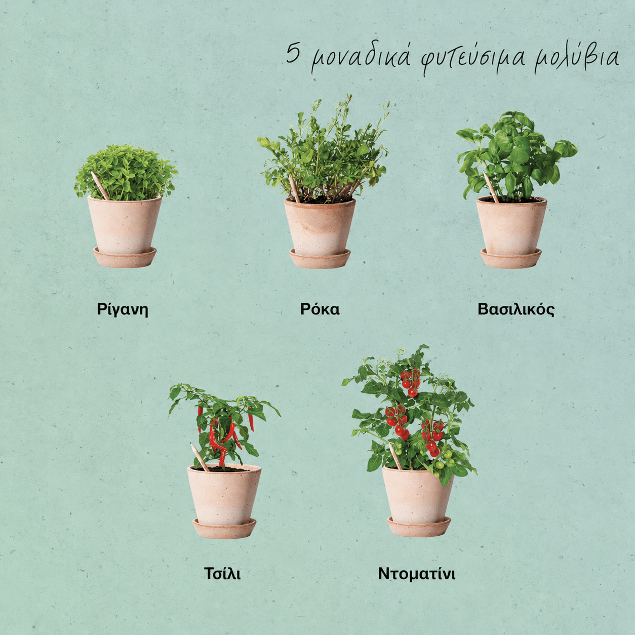 Οι πέντε ποικιλίες του SproutWorld Pizza Edition – ρίγανη, ρόκα, βασιλικός, τσίλι και ντοματίνι