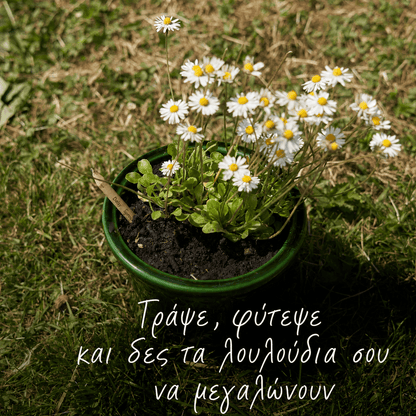 Φυτεμένο μολύβι SproutWorld Daisy σε γλάστρα με ανθισμένες μαργαρίτες
